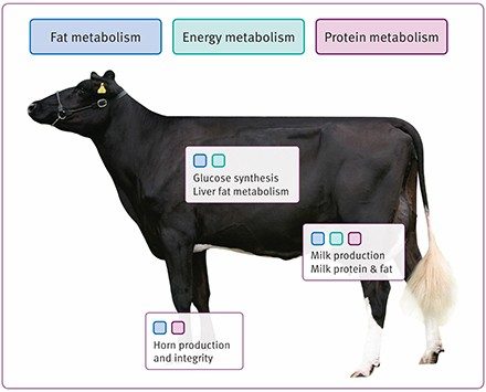 Funciones metabólicas clave de la biotina