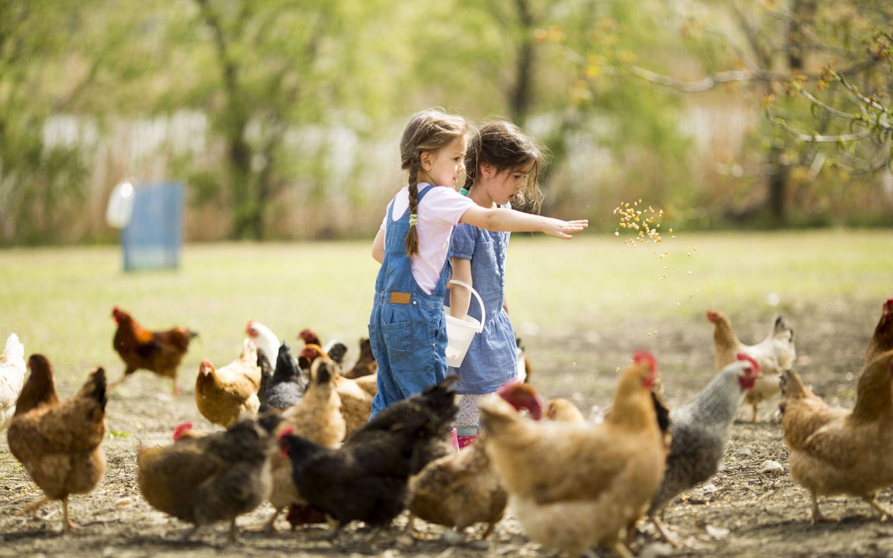 DSM Animal Nutrition & Health DSM Animal Nutrition & Health