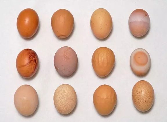 Fig-5.-Alteration-in-egg-shells
