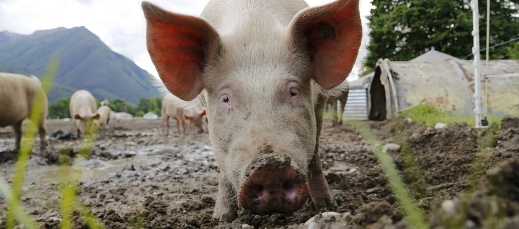 Bacterial Peptidoglycans Snicking Away At Animal Performance Dsm Animal Nutrition Health