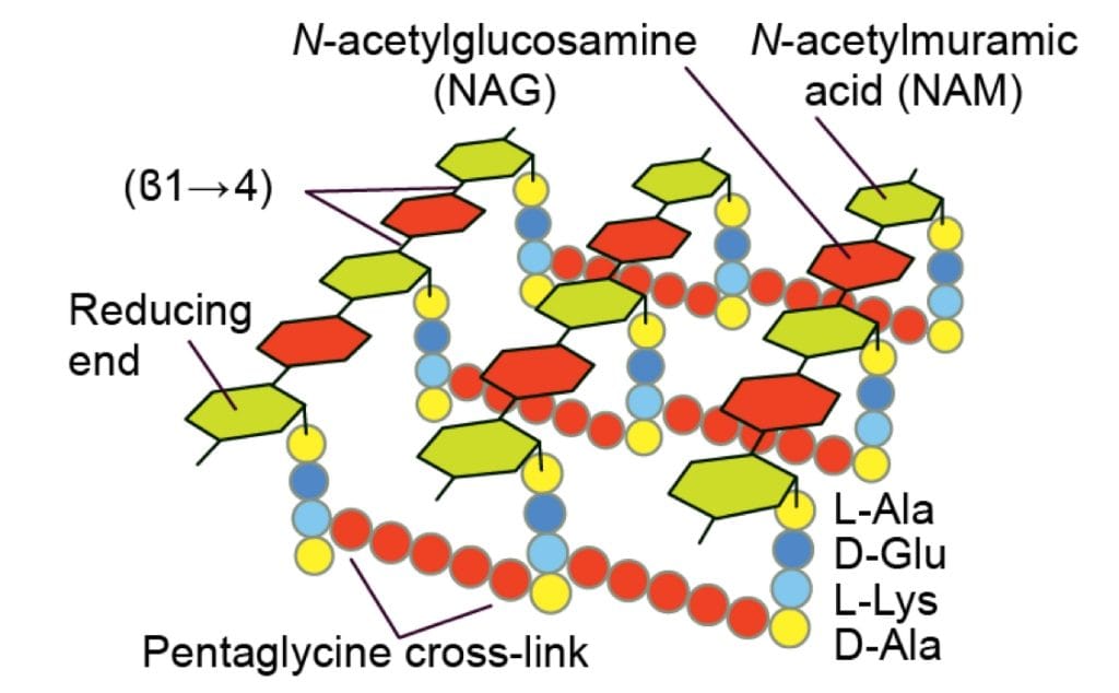 Bacterial peptidoglycans: Snicking away at animal performance | DSM Animal  Nutrition & Health