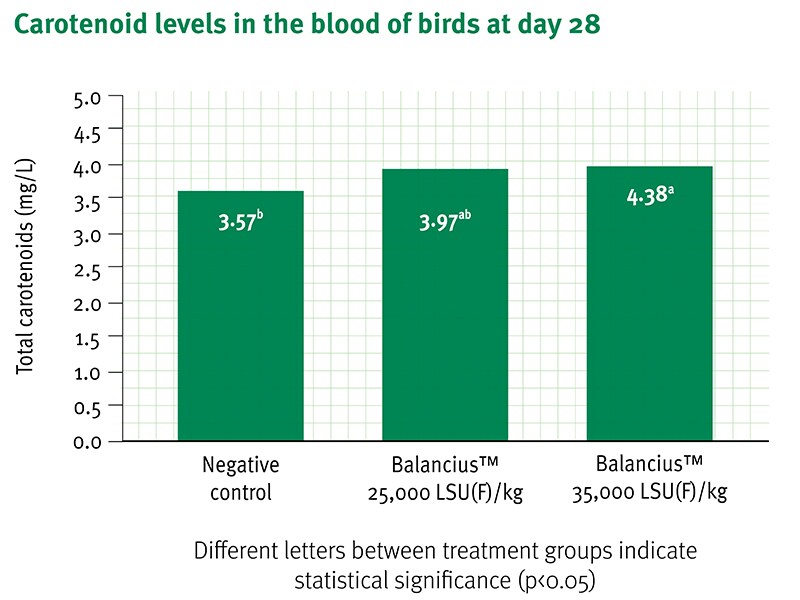 Balancius™ It’s all in the detail