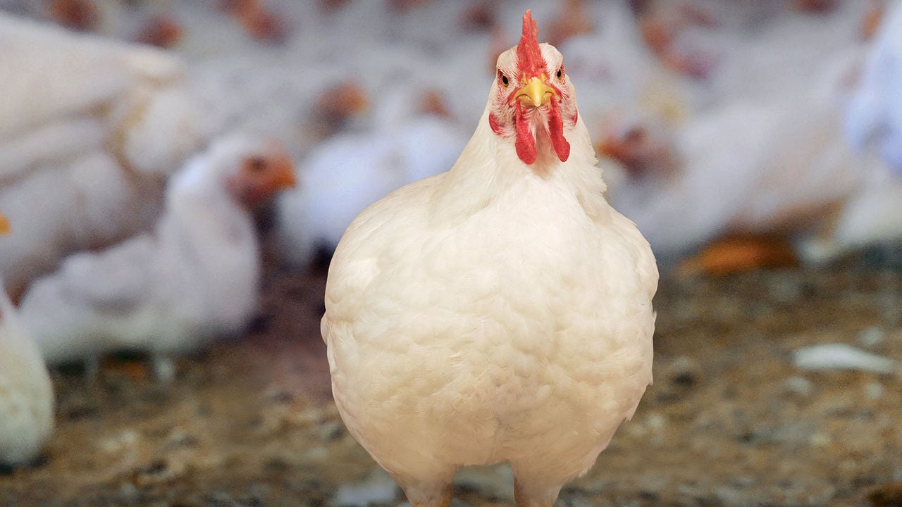 Early detection and interventions for lameness in broilers