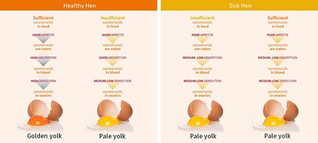 DSM egg yolk pigmentation guidelines