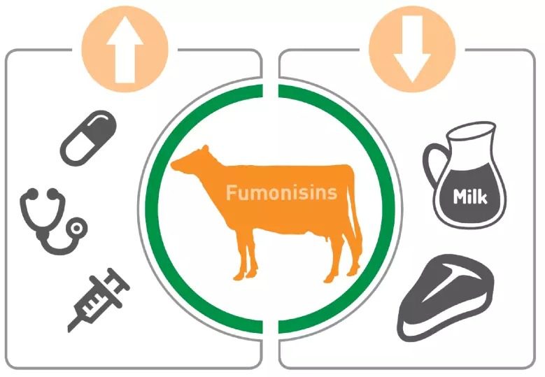 Fumonisins