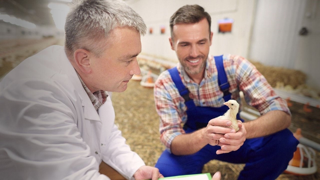 How mycotoxins influence your layer pullets’ egg production potential
