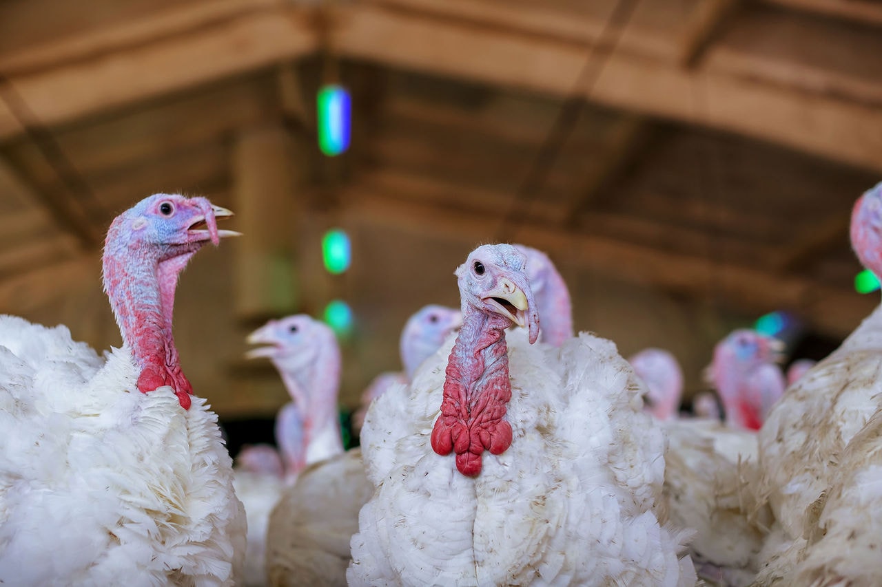 Improving lifetime performance of turkeys through better gut functionality