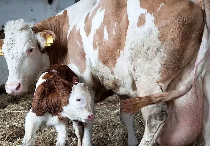 In Denmark and Sweden mycotoxins pose an unseen risk to calf development