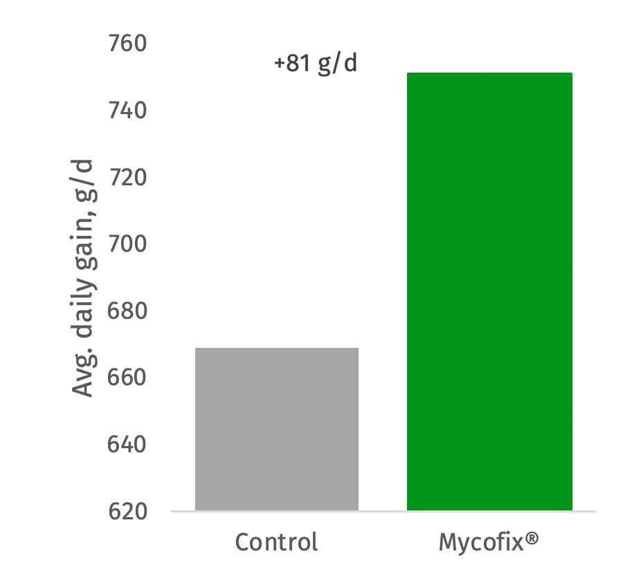 Figure 2. Average daily gain of calves in the pre-weaning phase when exposed to low level mycotoxin contamination with or without mycotoxin deactivation control.