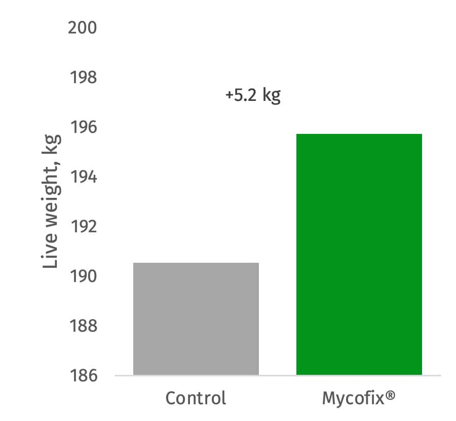 Figure 3. Live body weight of calves at end of 100-day exposure to low level mycotoxin contamination with or without mycotoxin deactivation control.
