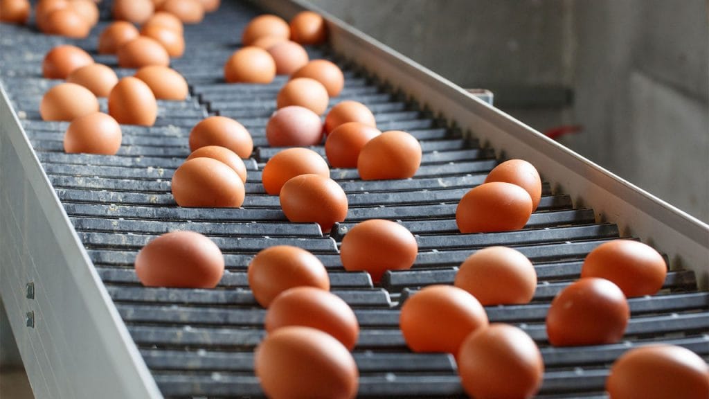 Content egg top