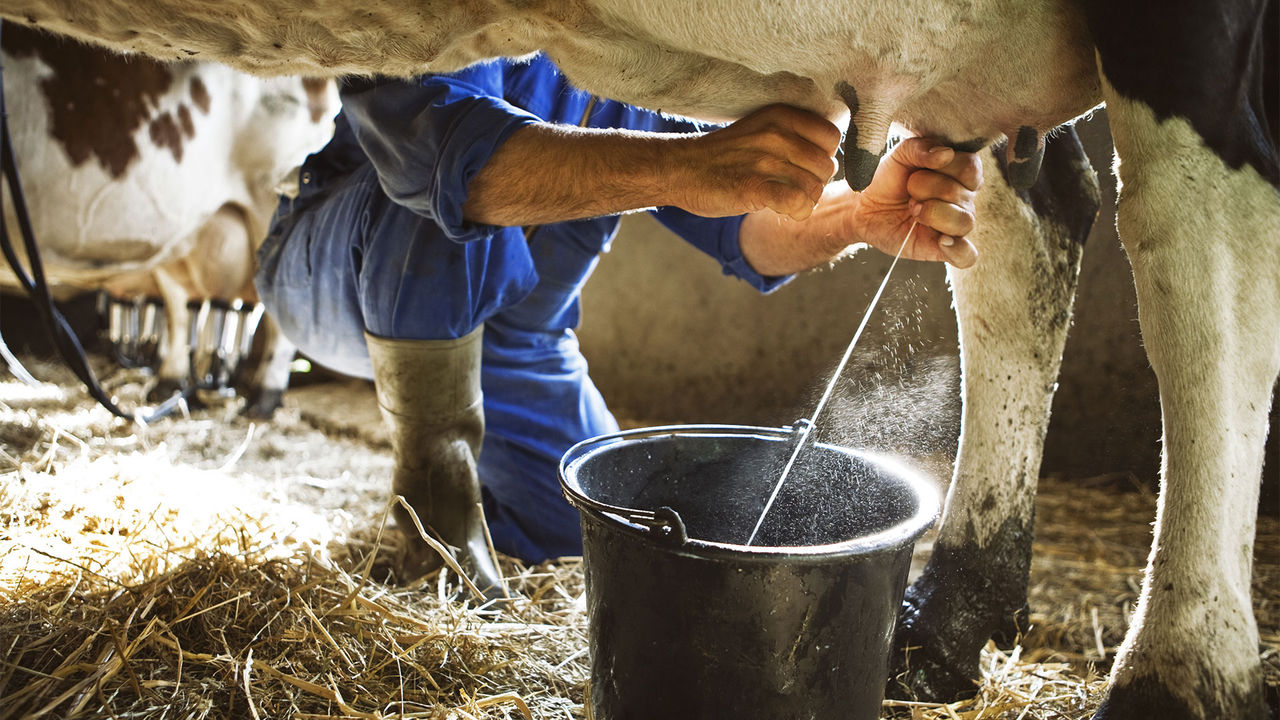 Managing Mycotoxins for Maximum Productivity of Beef and Dairy Cattle