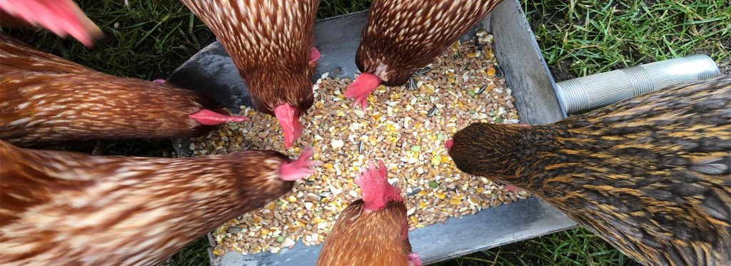 Maximize animal health and performance with optimum vitamin levels Maximize animal health and performance with optimum vitamin levels
