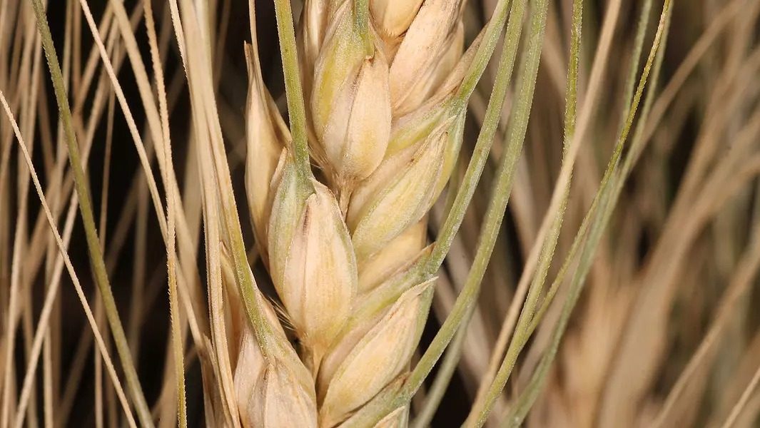 csm_IMG_MTX_Wheat_Fusarium-Head