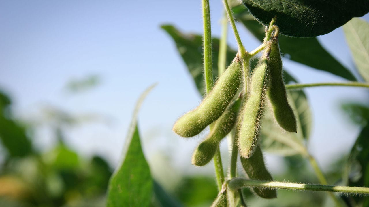 Mycotoxin levels in soybean meals worldwide