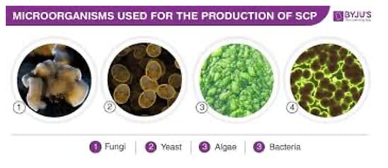 Figure 3. Microorganisms used for the production of single-cell proteins. Source: https://byjus.com