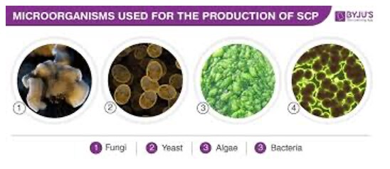 Figure 3. Microorganisms used for the production of single-cell proteins. Source: https://byjus.com