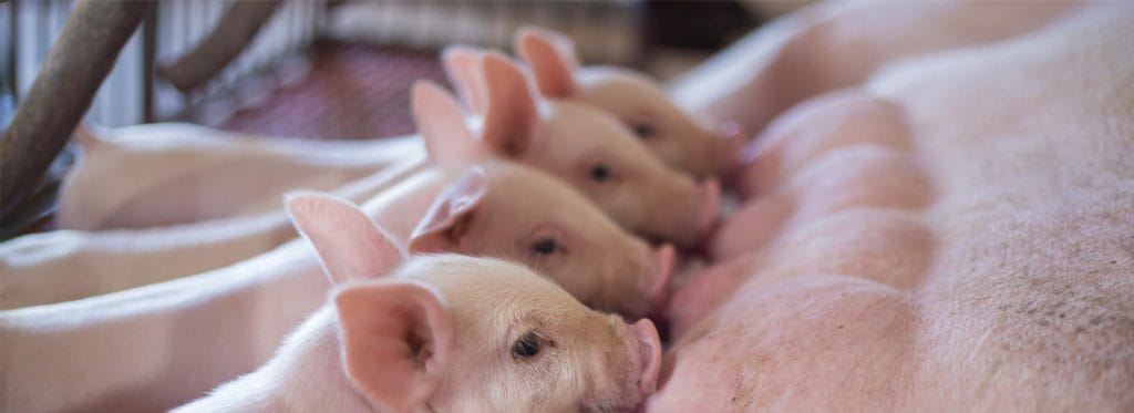 Piglets