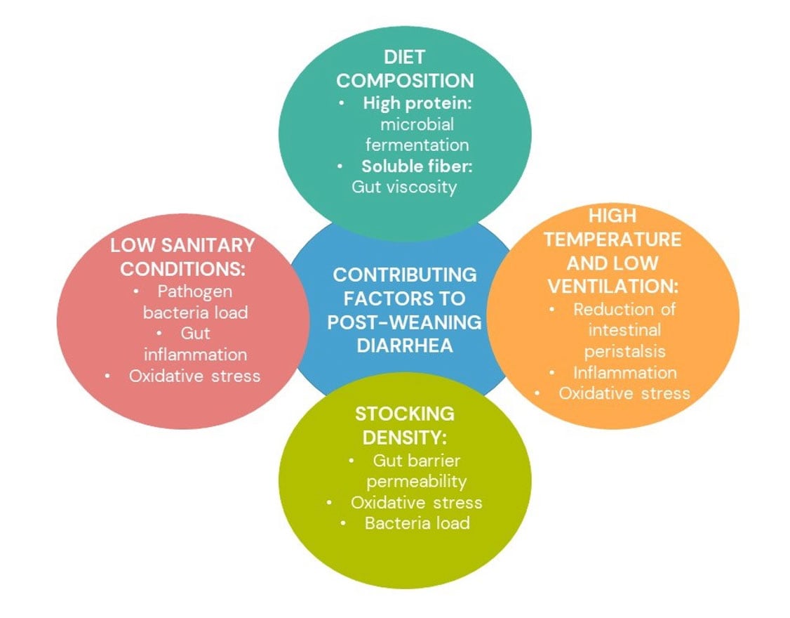 Figure 1. Piglet husbandry factors contributing to post-weaning diarrhea (Source: dsm-firmenich, 2023)