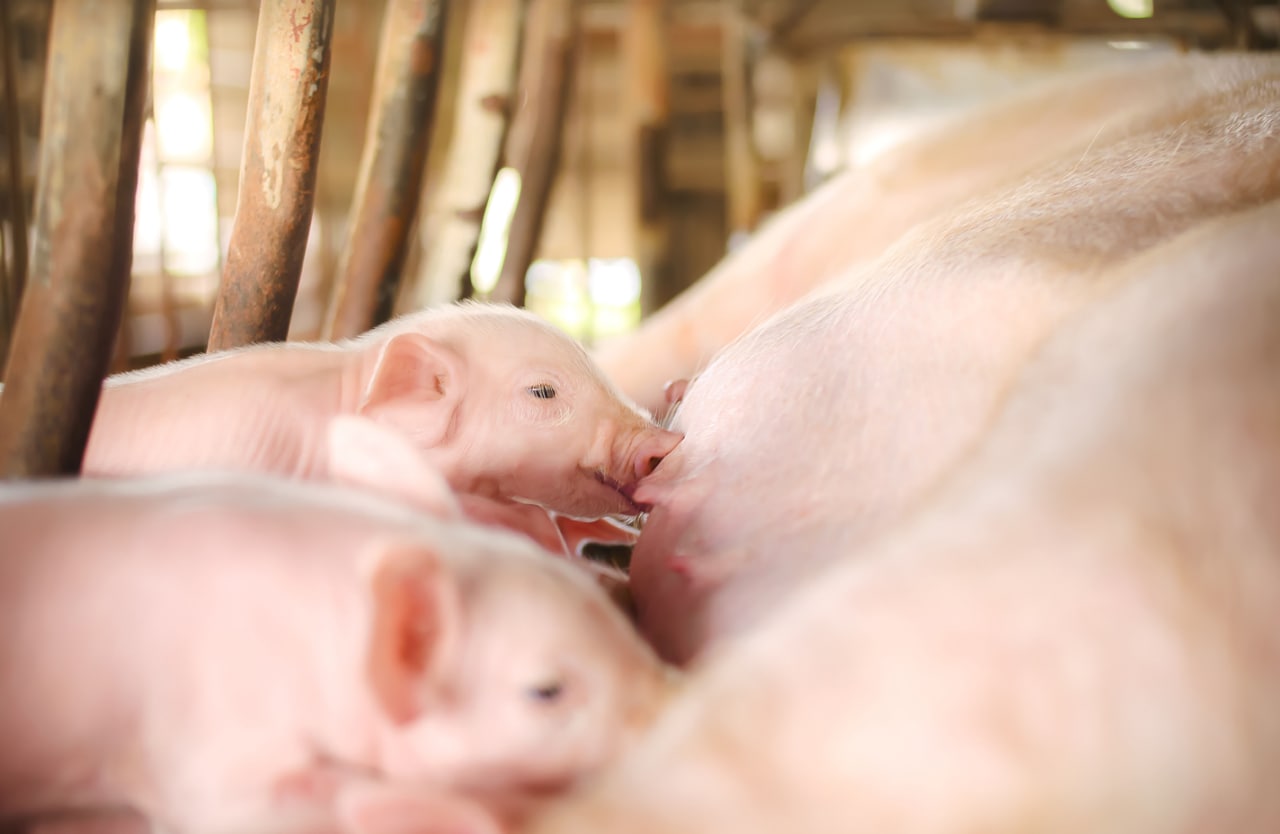 Preparing and protecting your gilts for optimum lifetime performance