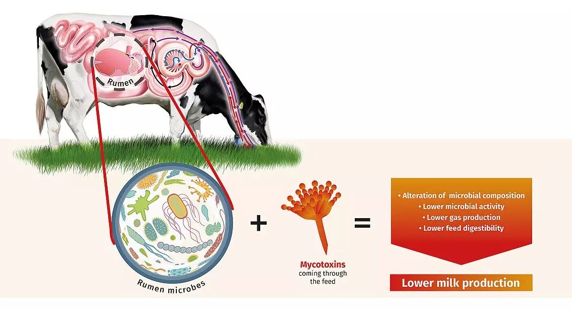 csm_The-effects-of-mycotoxins-in-rumen