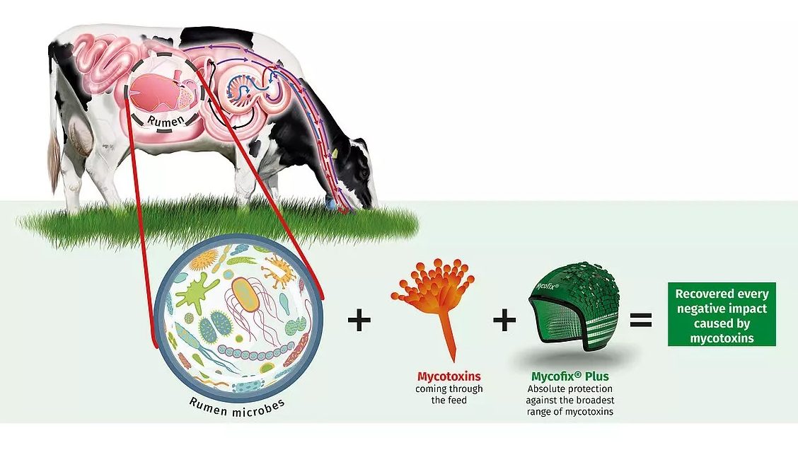 csm_The-effects-of-mycotoxins-in-deactivated-with-mycofix