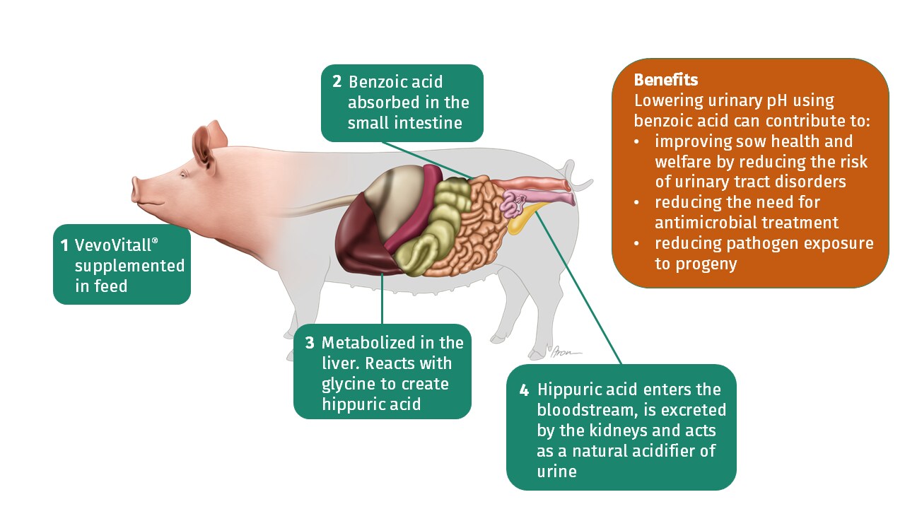 Figure 1. How benzoic acid acts as a natural acidifier in the urine (Source: dsm-firmenich, 2023)