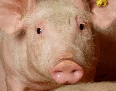 Vitamin D deficiency in Swine Vitamin D deficiency in Swine