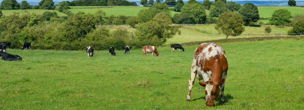Vitamin E - A powerful health promoter for dairy cows Vitamin E - A powerful health promoter for dairy cows