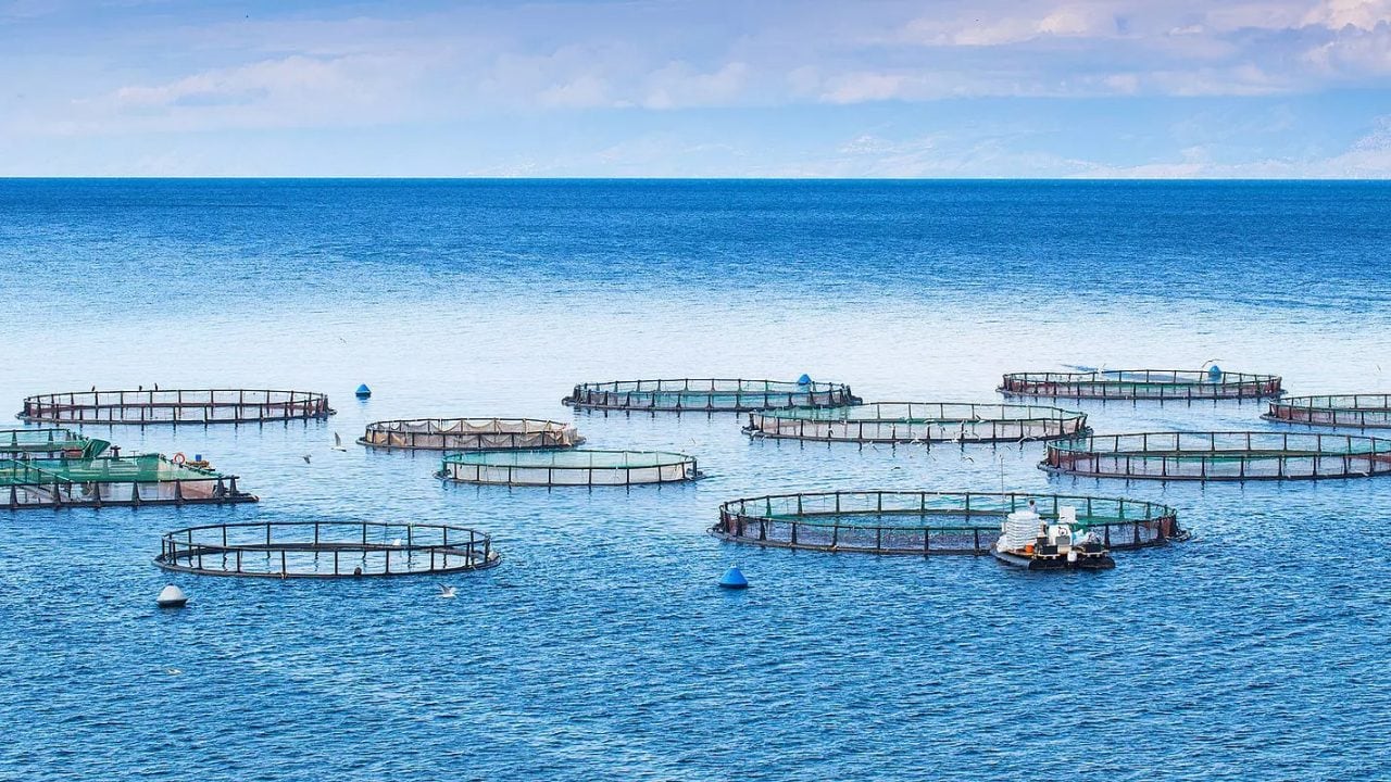 csm_Sea-fish-farm-Cages-for-fish222