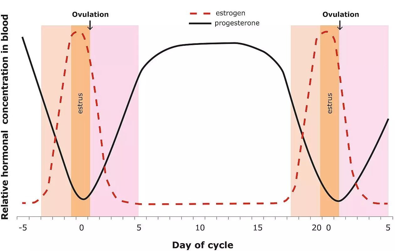 csm_Fig-1-Hormonal-fluctuations