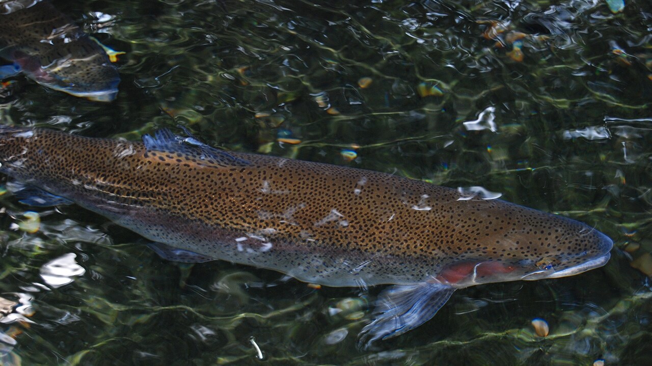 DSM and Evonik establish joint venture for omega-3 fatty acids from natural marine algae for animal nutrition