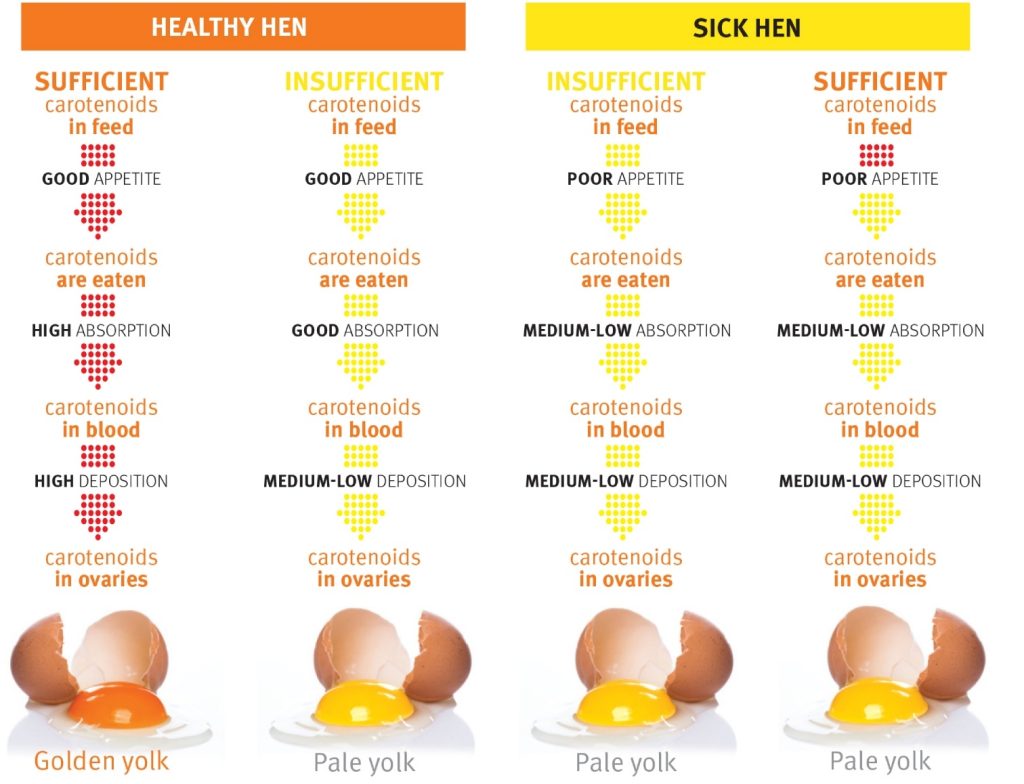 dsm-firmenich egg yolk pigmentation guidelines | dsm-firmenich Animal  Nutrition & Health