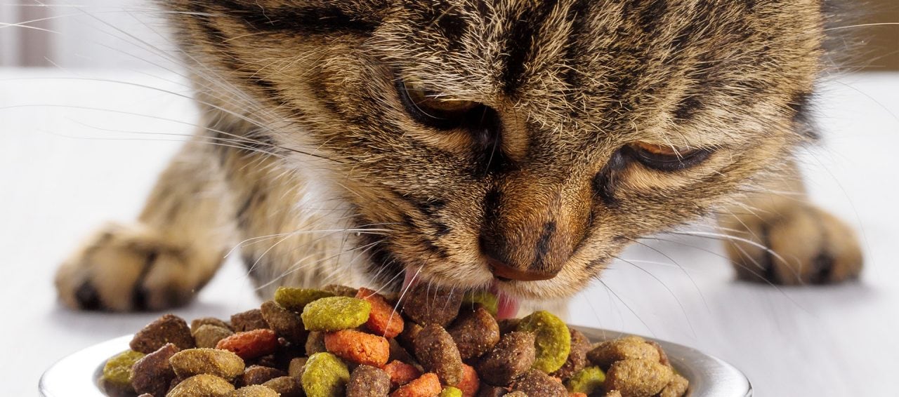 Dog eating dry deals cat food