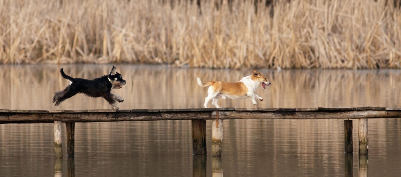 Two dogs running on wooden dock above water