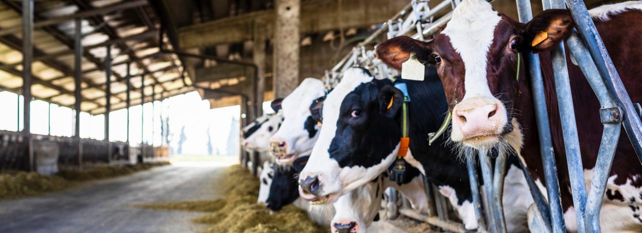 Elanco and Royal DSM Announce Strategic Alliance in U.S. for Bovaer® – A Revolutionary, Methane-Reducing Feed Additive for Cattle