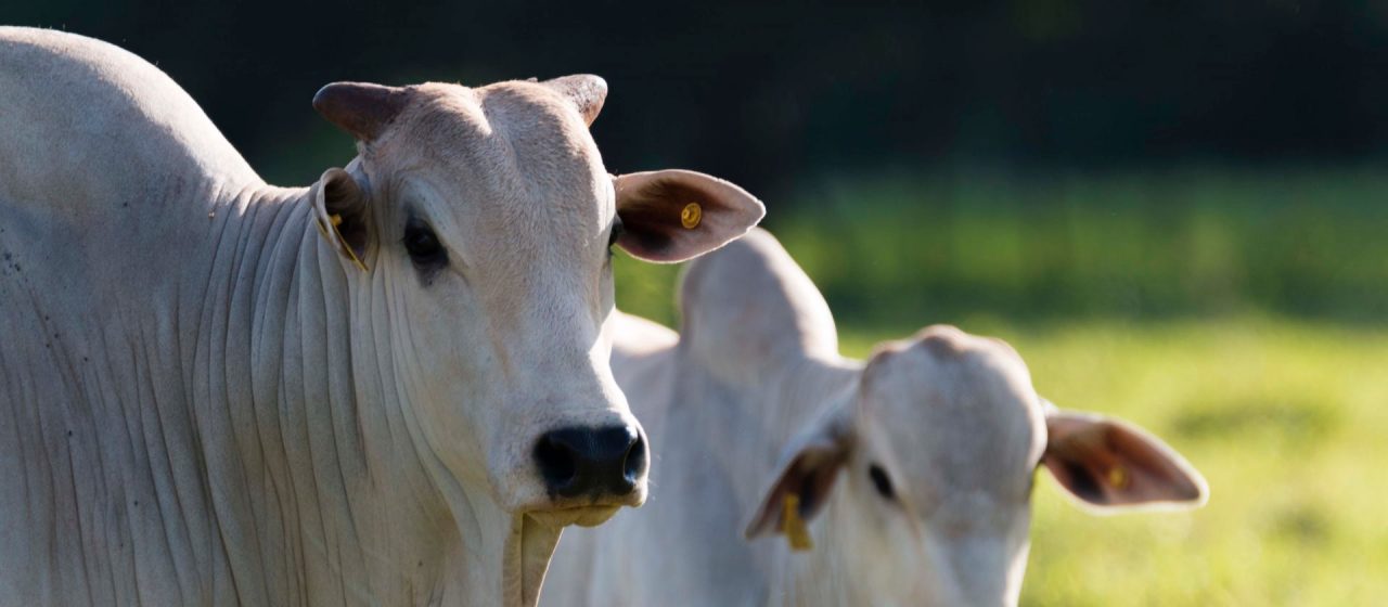 DSM acquires Brazil’s leading animal nutrition technology company to boost precision services offering