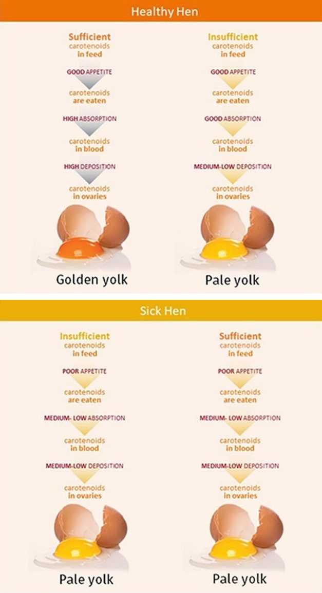 egg yolk’s color