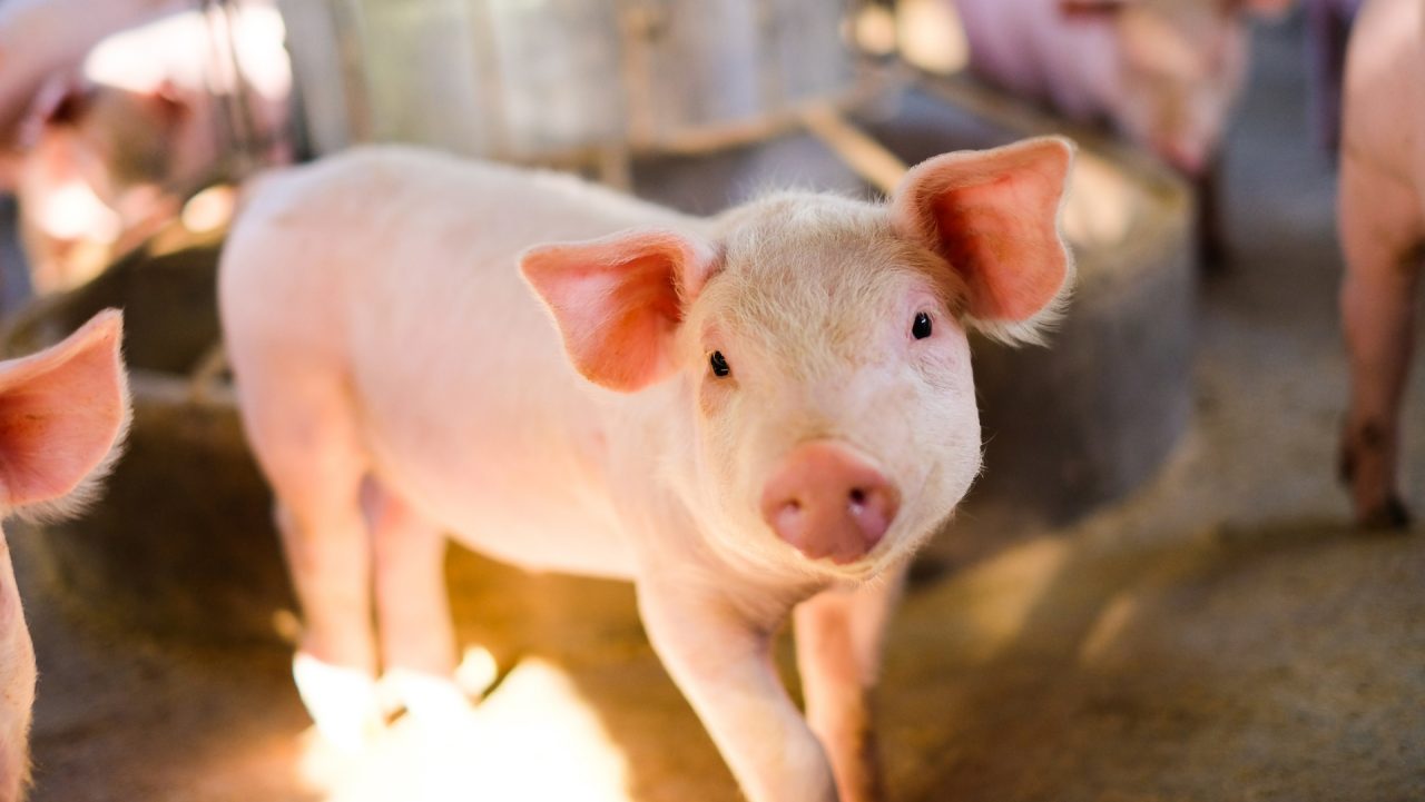 Close-up of a pig picture portrait cute, farm in Thailand.