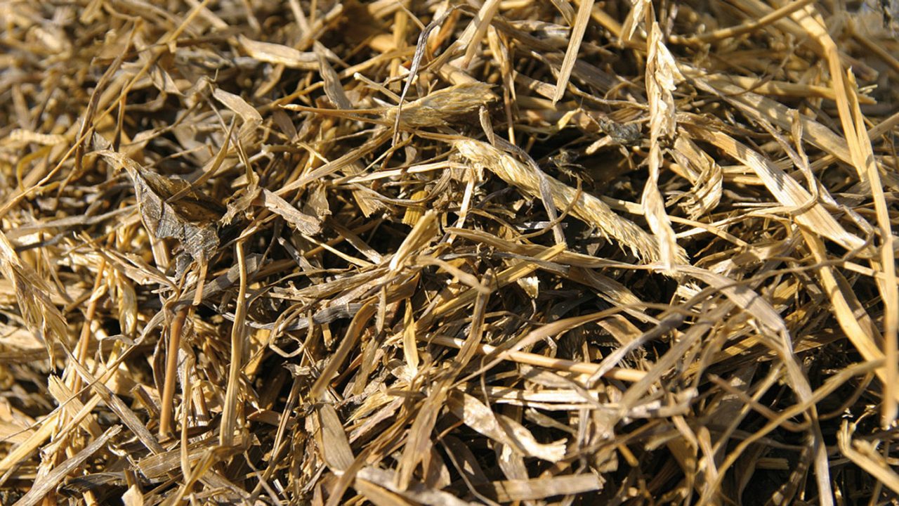 Silage treated with Biomin® CleanGrain Plus