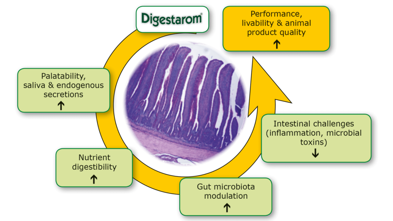 Digestarom-Mode-of-action