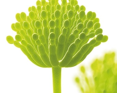 Mycotoxin Deactivators
