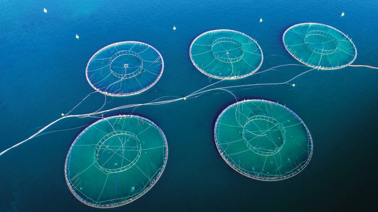 Aquaculture