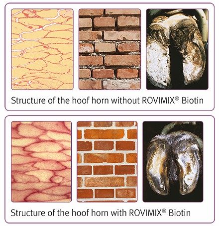 ROVIMIX® Biotin improves horn quality