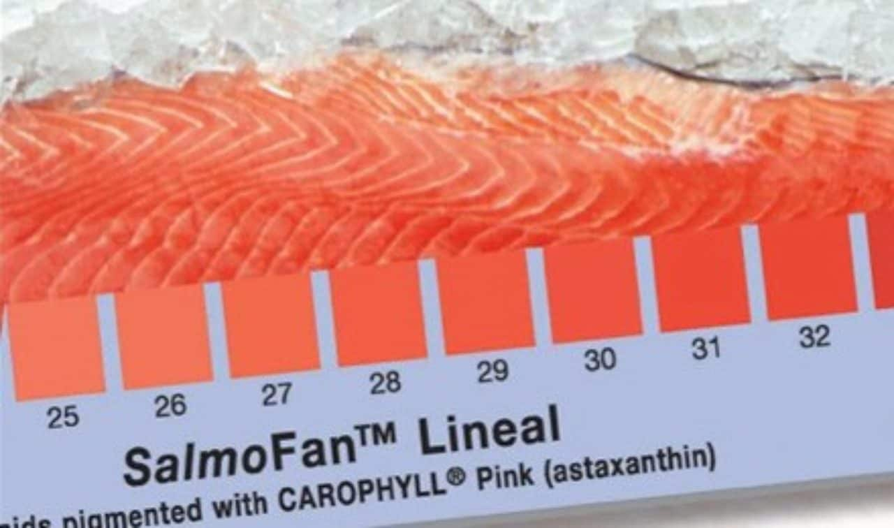 Salmon fan