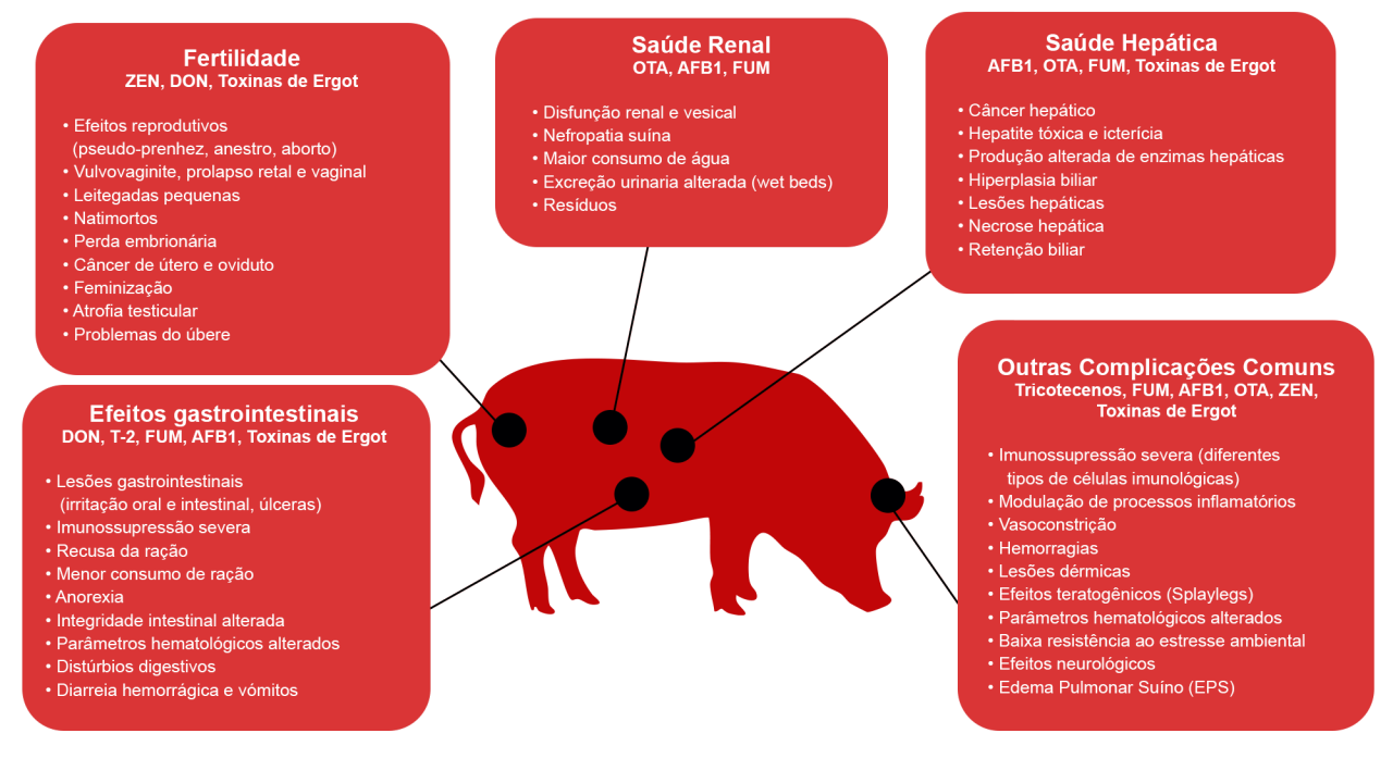 Efeitos das micotoxinas em porcos