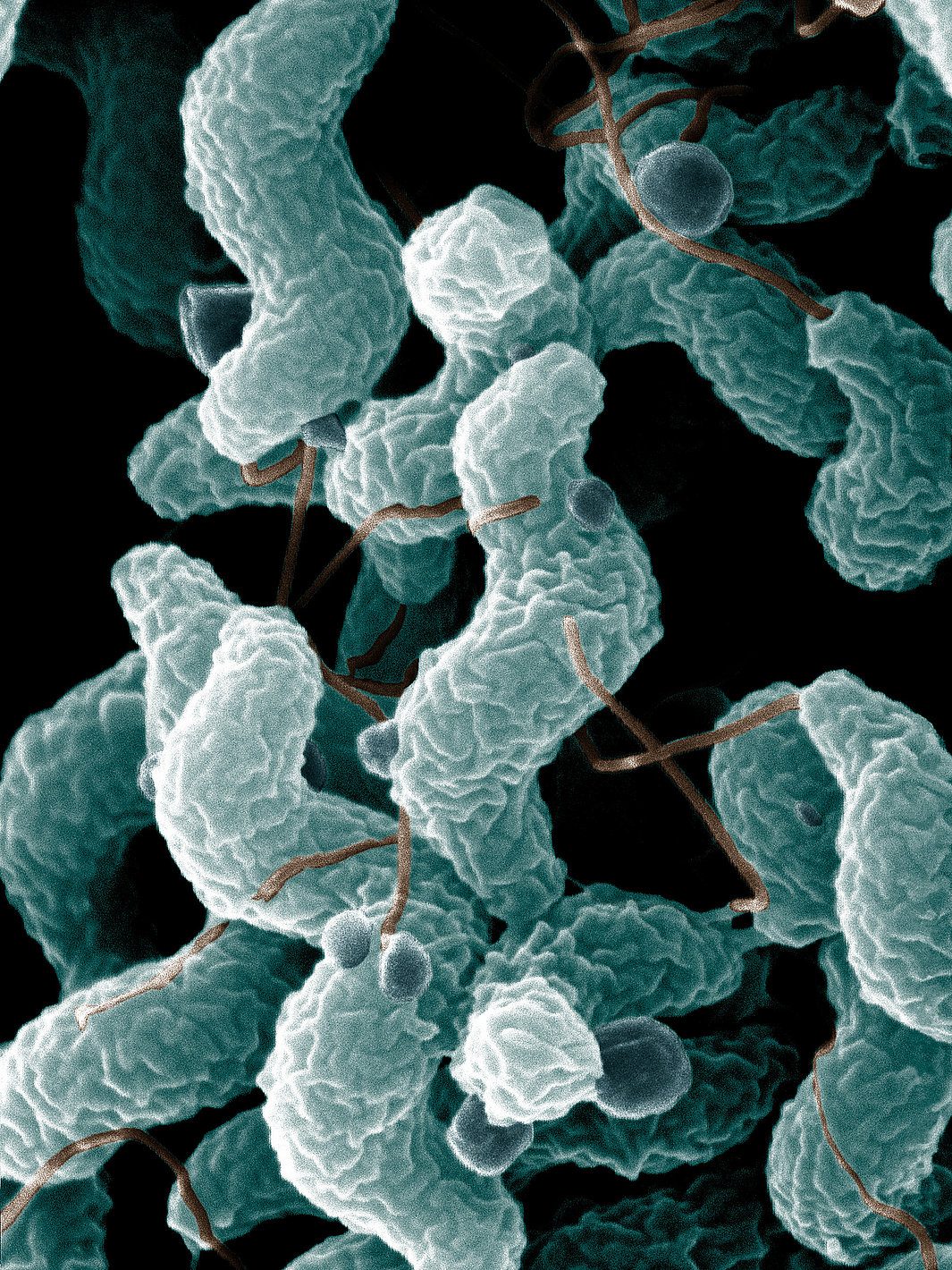 csm_ARS_Campylobacter