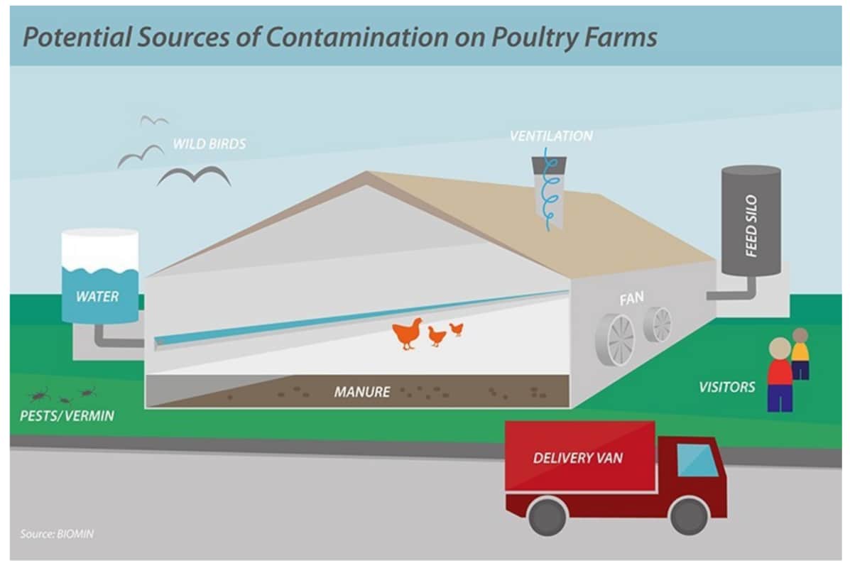 Figura 4. Fontes de contaminação de aviários | Fonte: BIOMIN