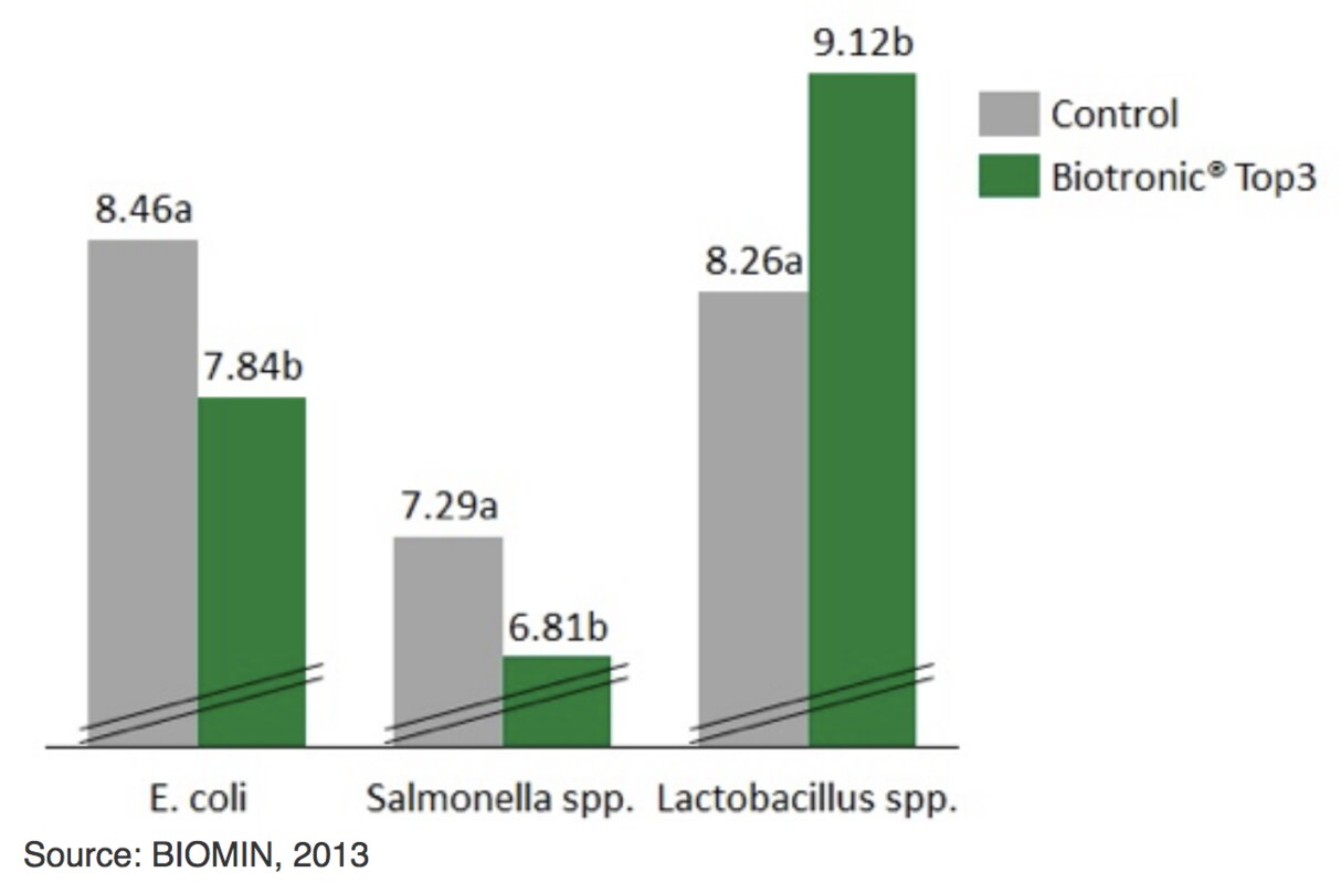 Figura 7. Contagens de Salmonella Enteritidis (logCFU/g) no conteúdo do intestino seco dos frangos nos dias 5 e 10 após a infecção.