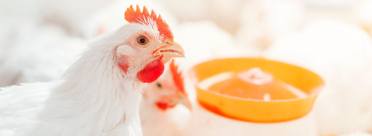 Imagem de uma galinha ao lado de um comedouro
